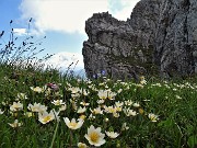 38 Bouquet di  Camedrio alpino (Dryas octopetala)  su tutto il sentiero 